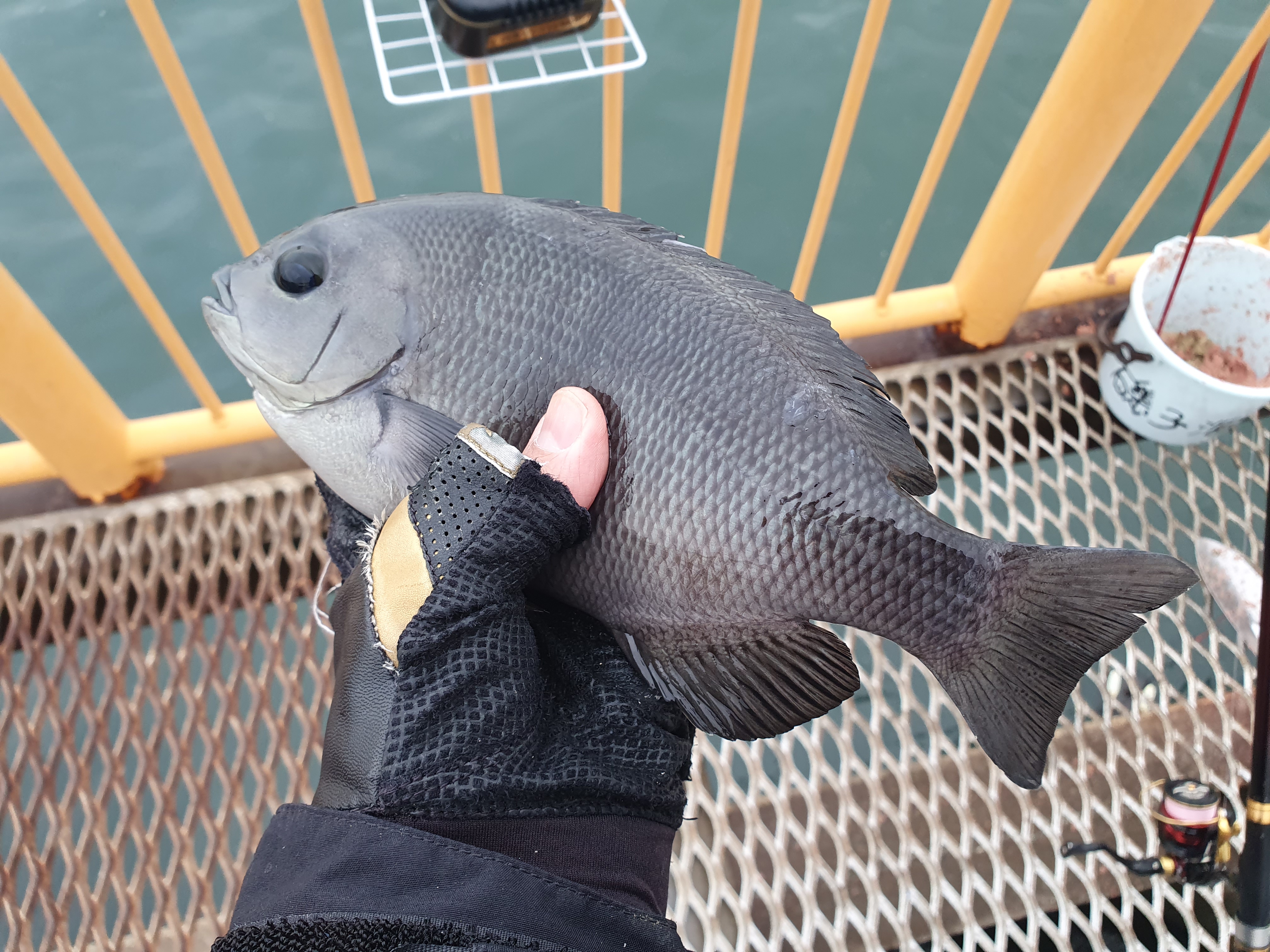 磯子海づり施設 釣り メジナ ウキフカセ釣り