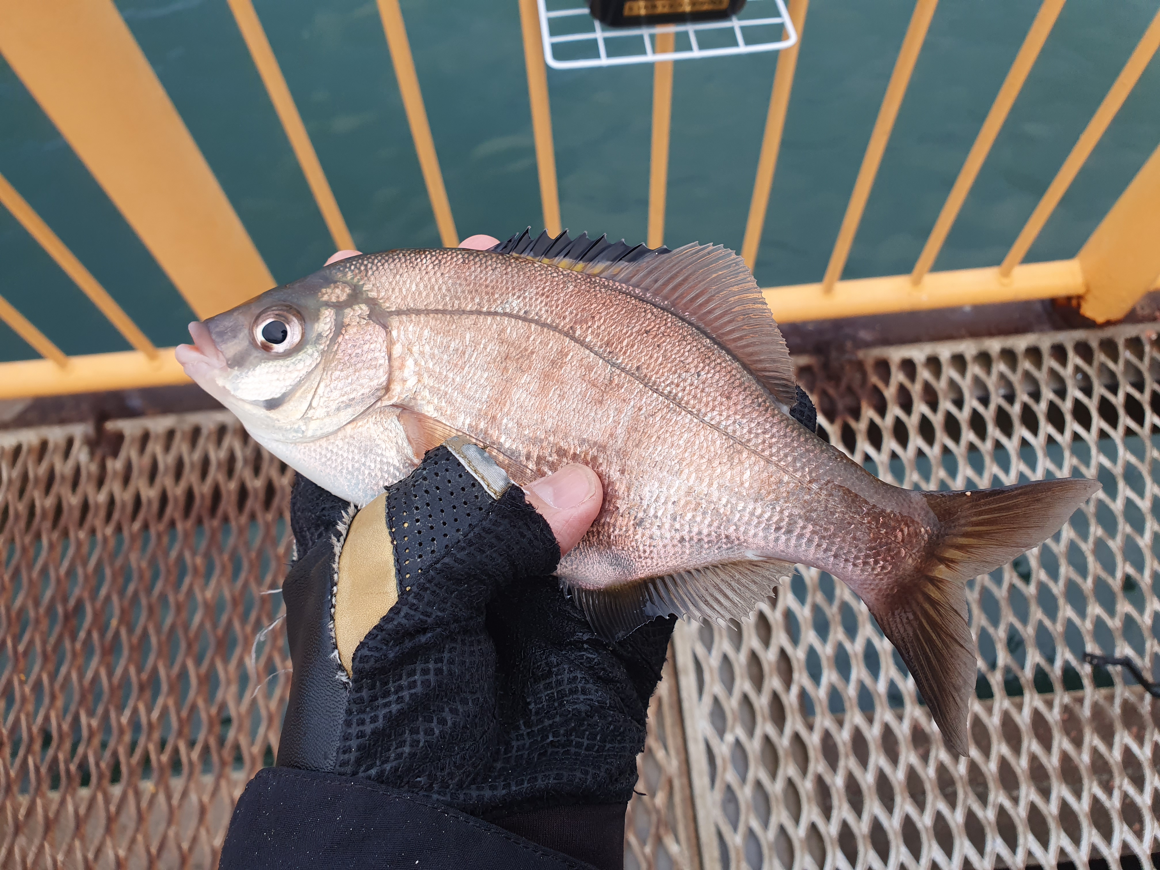 磯子海づり施設 釣り メジナ ウキフカセ釣り