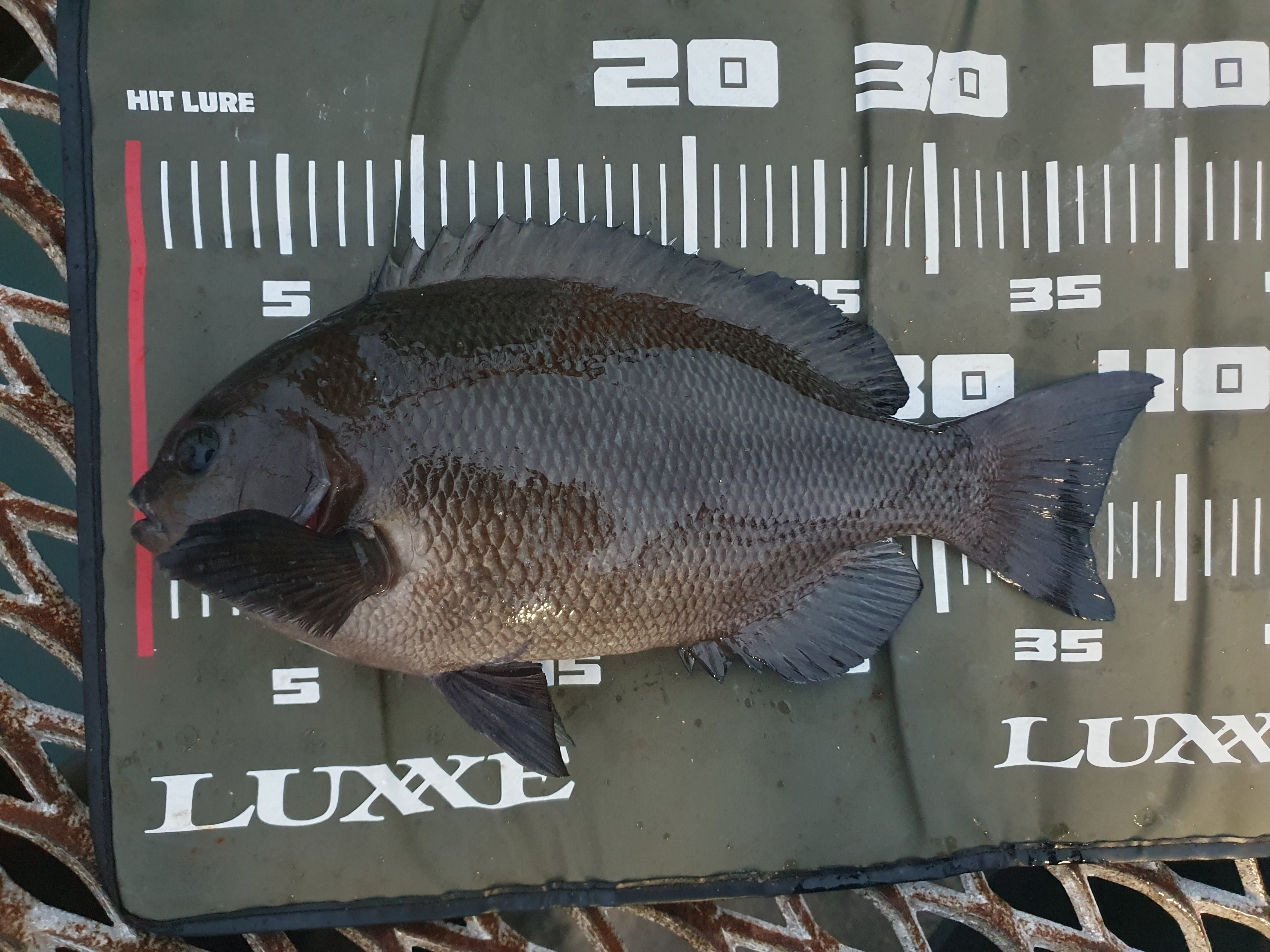 磯子海づり施設 釣り メジナ ウキフカセ釣り