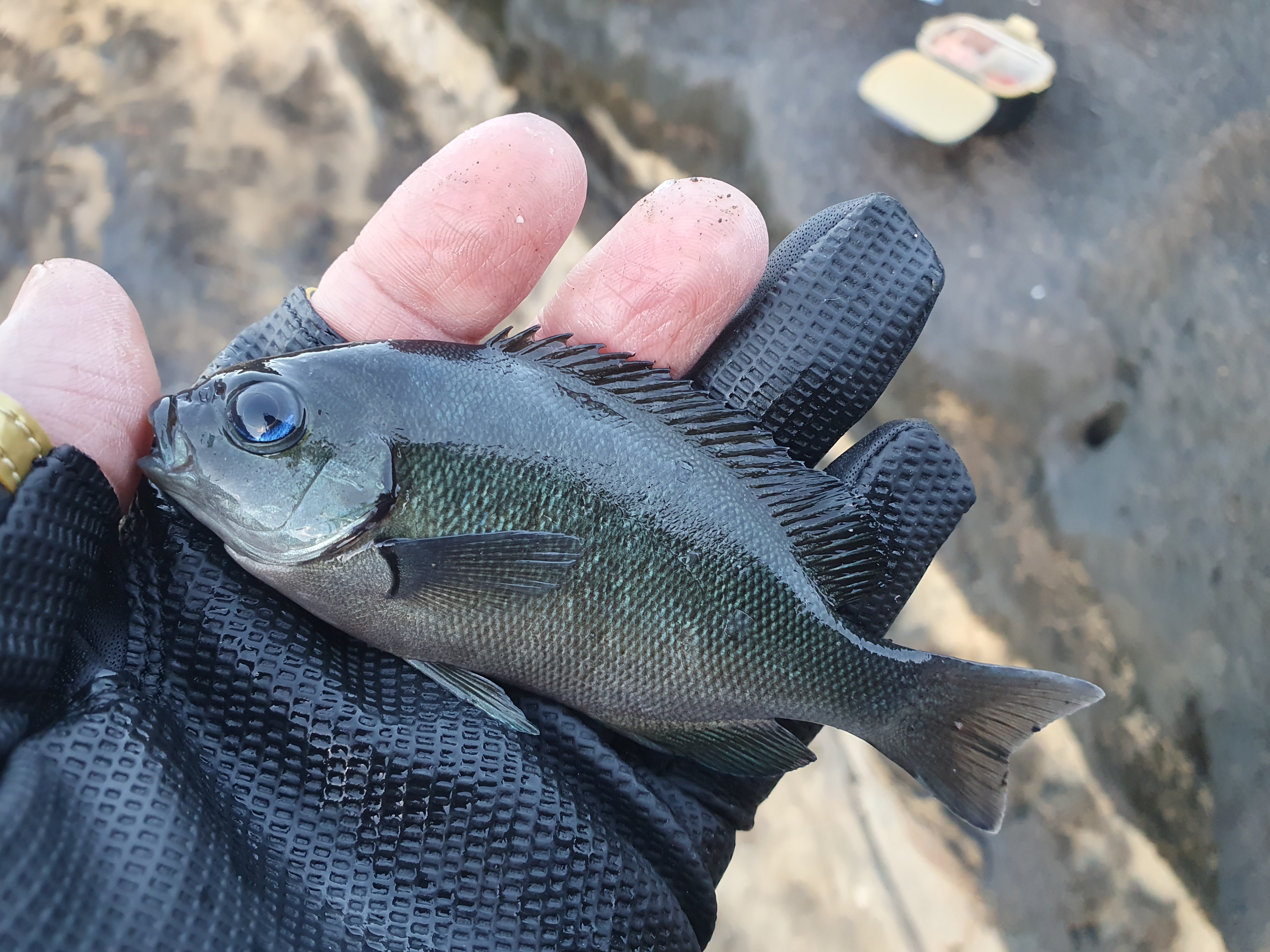 【城ケ島四畳半】2025年釣り納め モンスターバトルで締めくくる！！