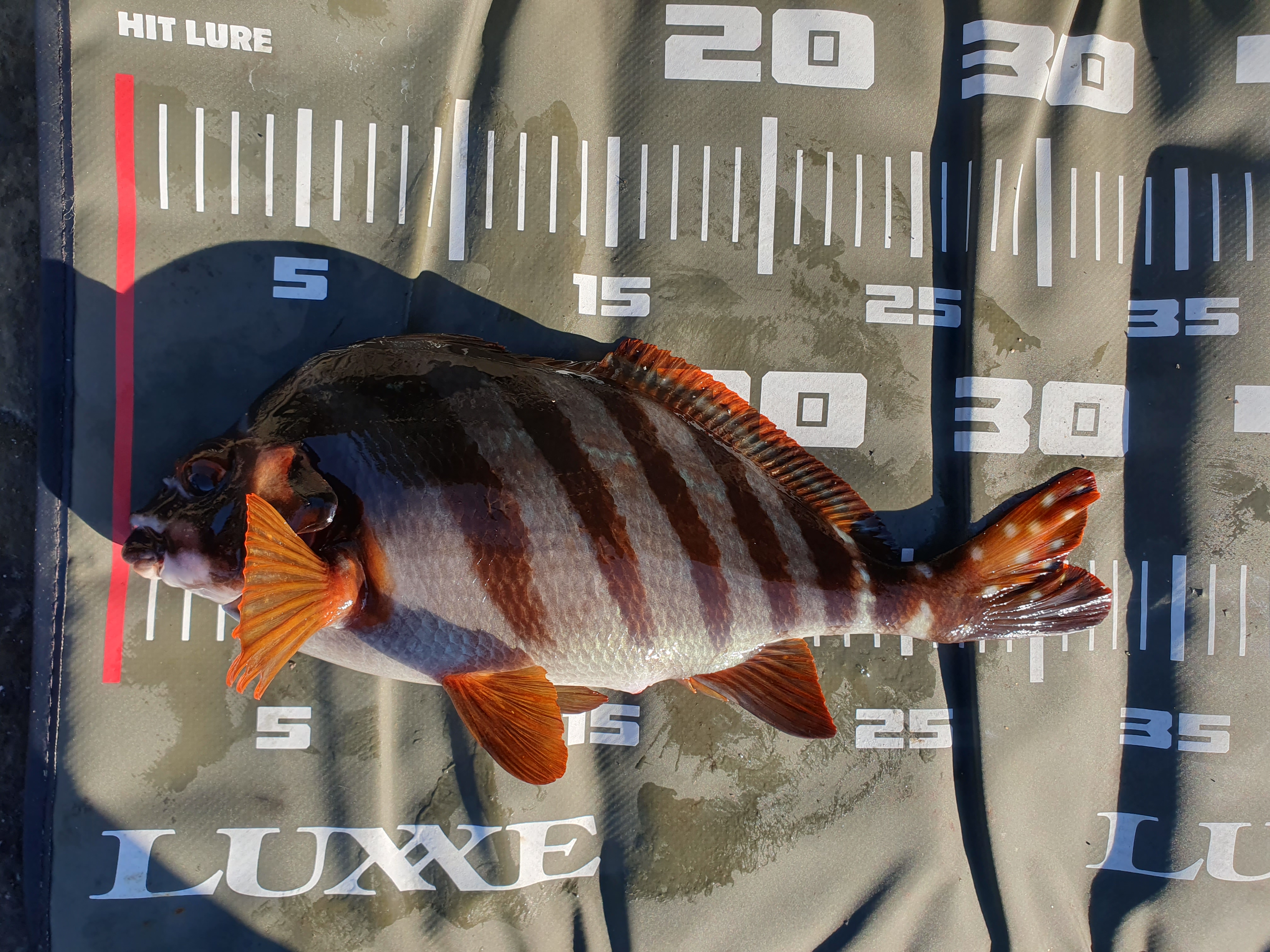 【城ケ島四畳半】2025年釣り納め モンスターバトルで締めくくる！！