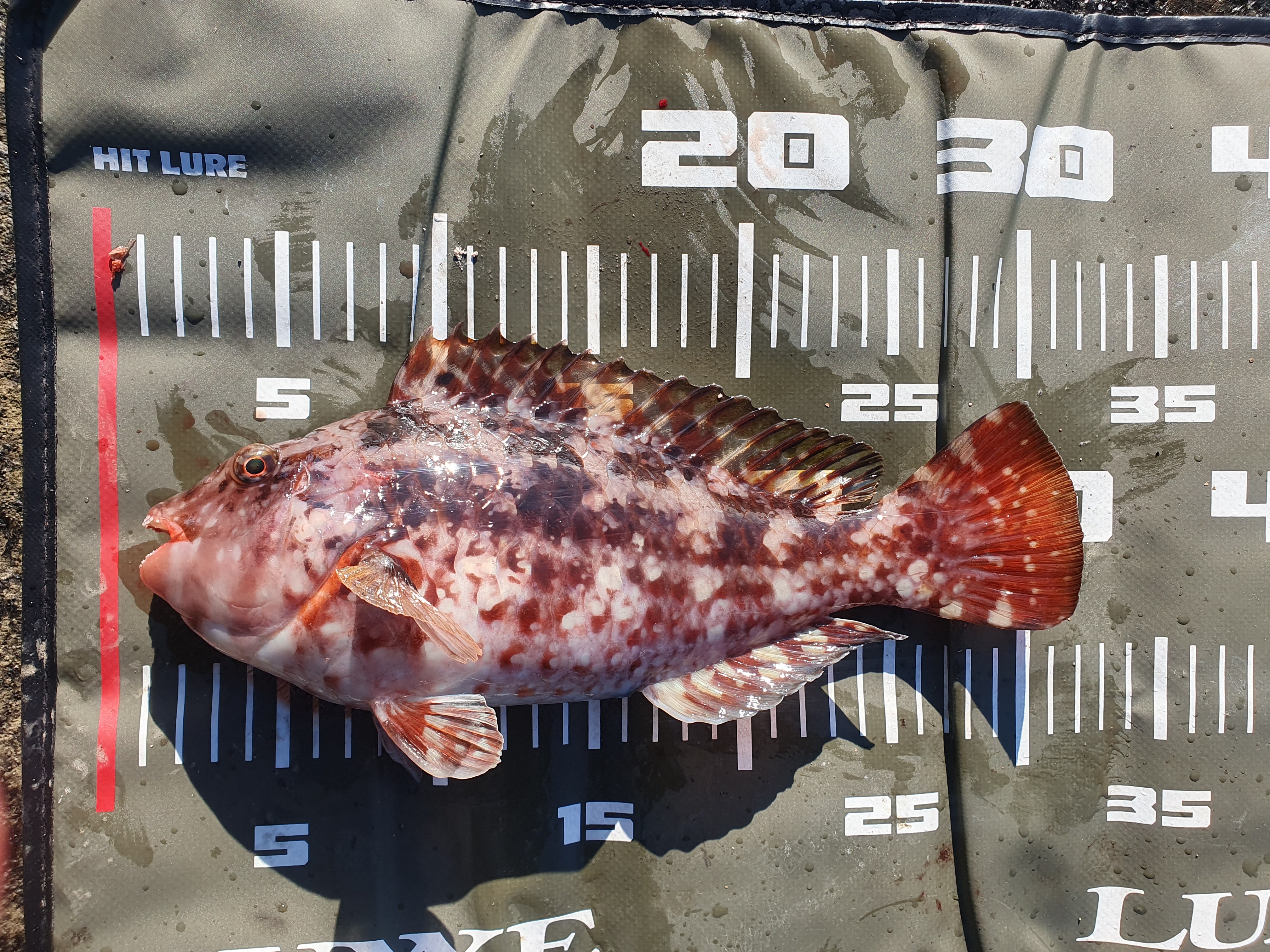 【城ケ島四畳半】2025年釣り納め モンスターバトルで締めくくる！！