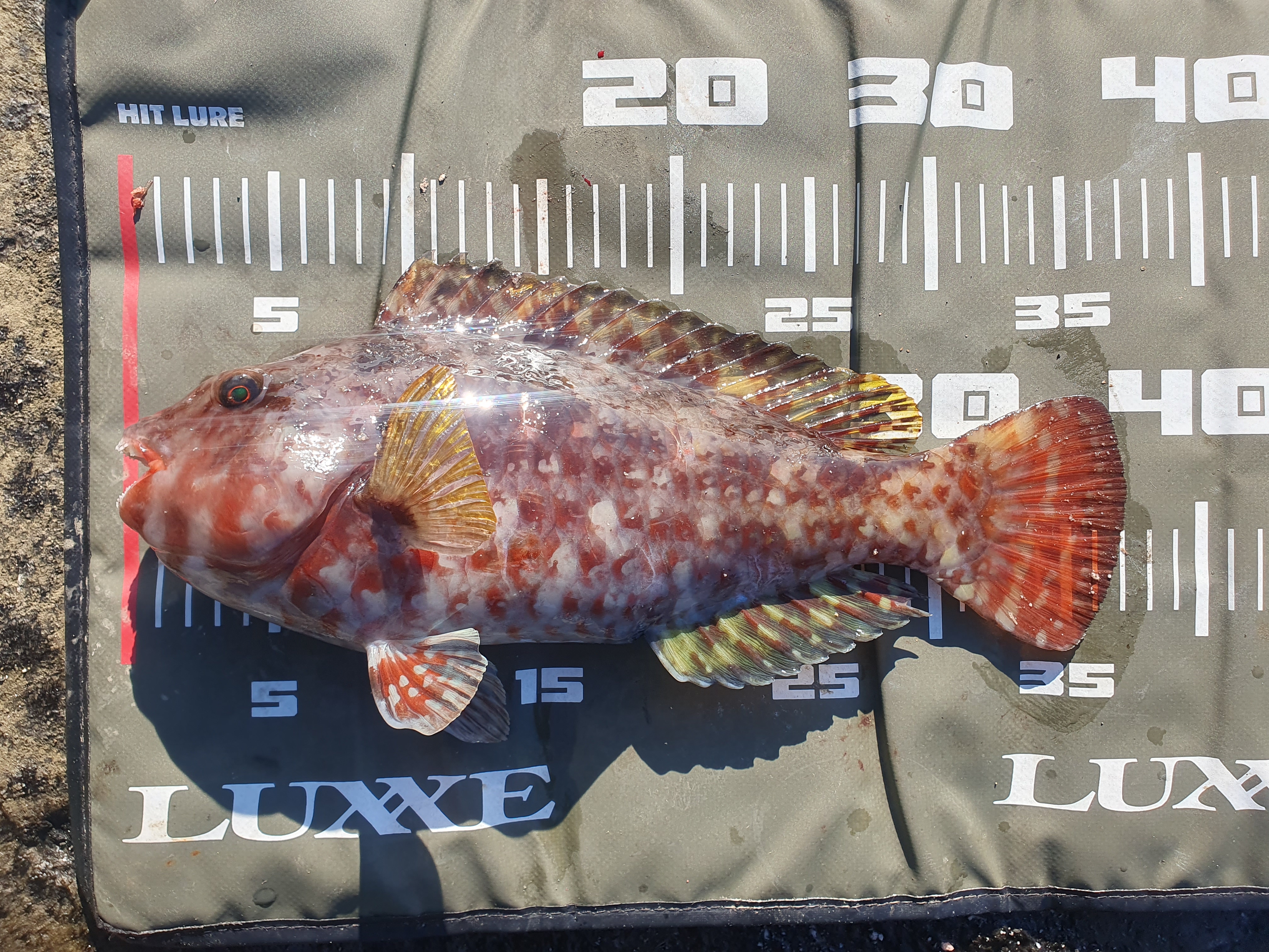 【城ケ島四畳半】2025年釣り納め モンスターバトルで締めくくる！！