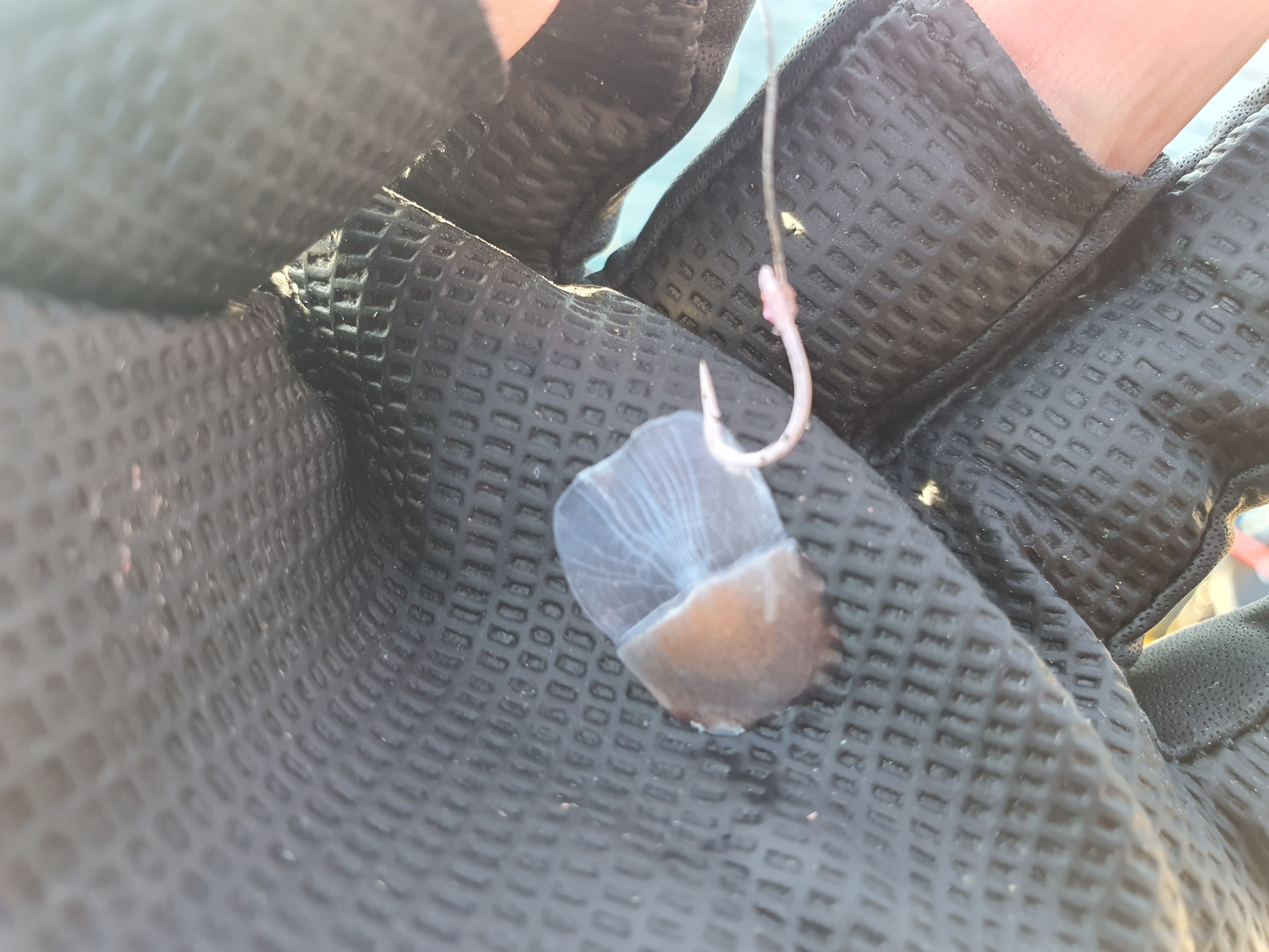 【城ケ島四畳半】2025年釣り納め モンスターバトルで締めくくる！！