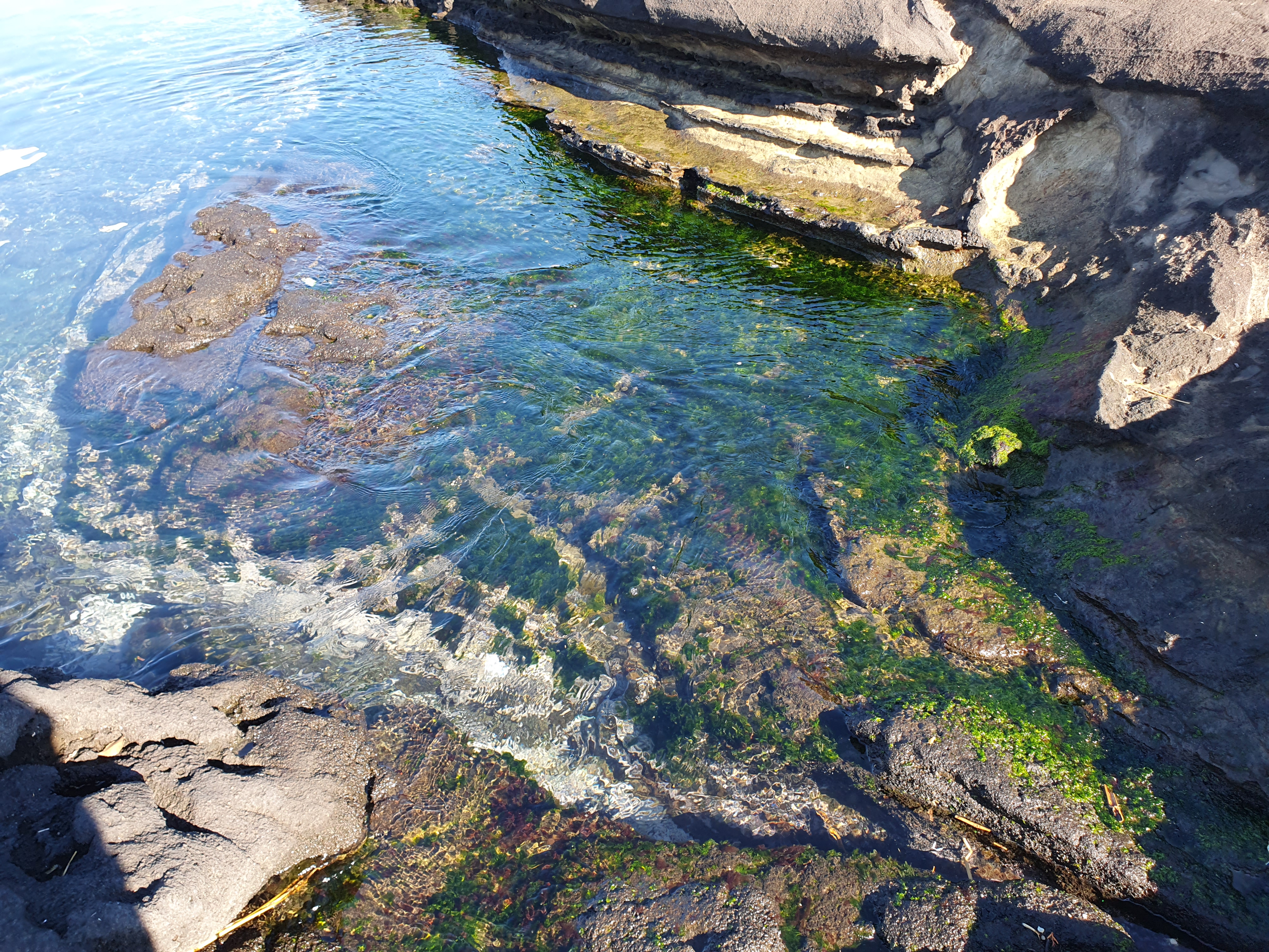 【城ケ島四畳半】2025年釣り納め モンスターバトルで締めくくる！！