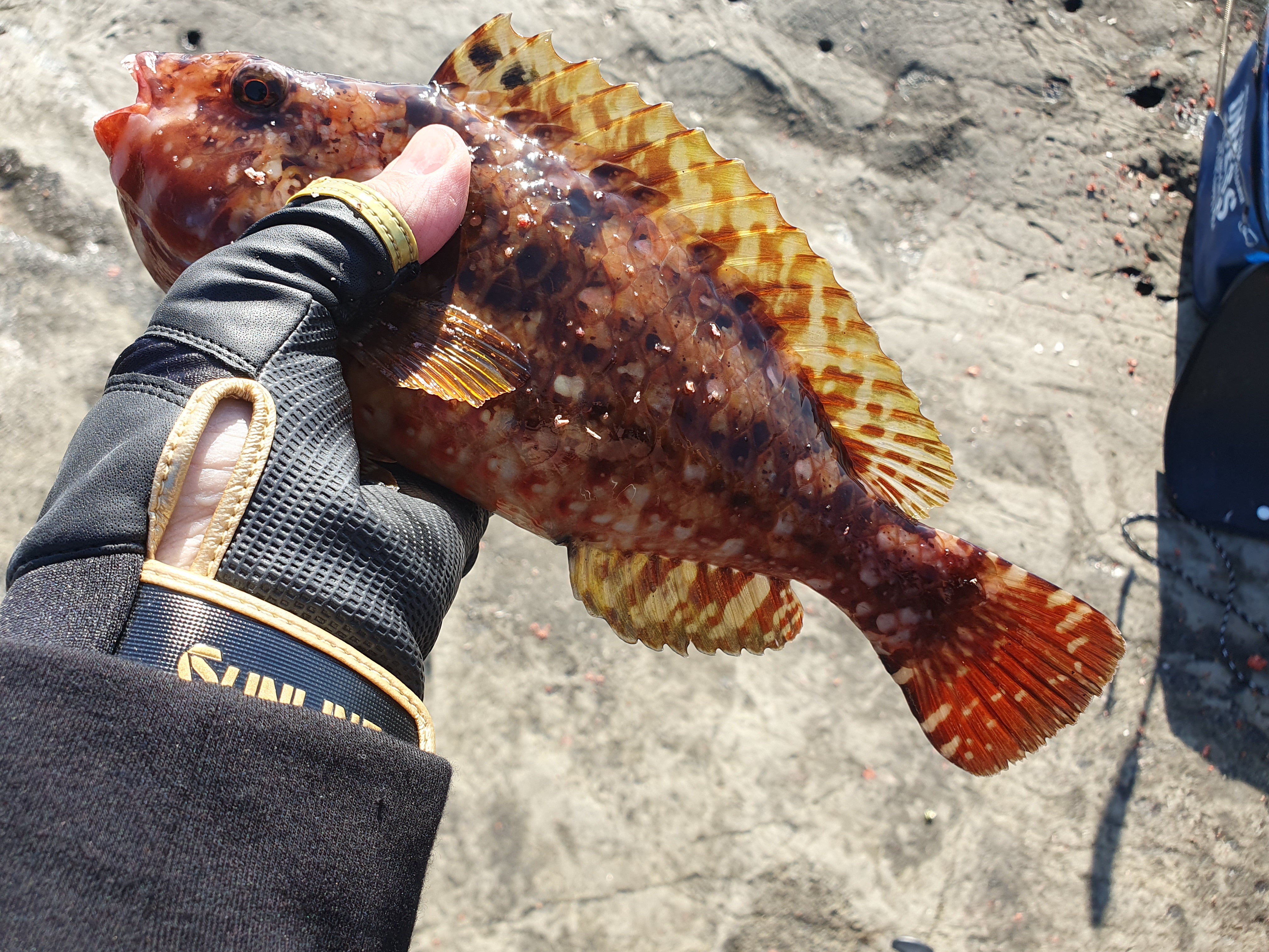 【城ケ島四畳半】2025年釣り納め モンスターバトルで締めくくる！！