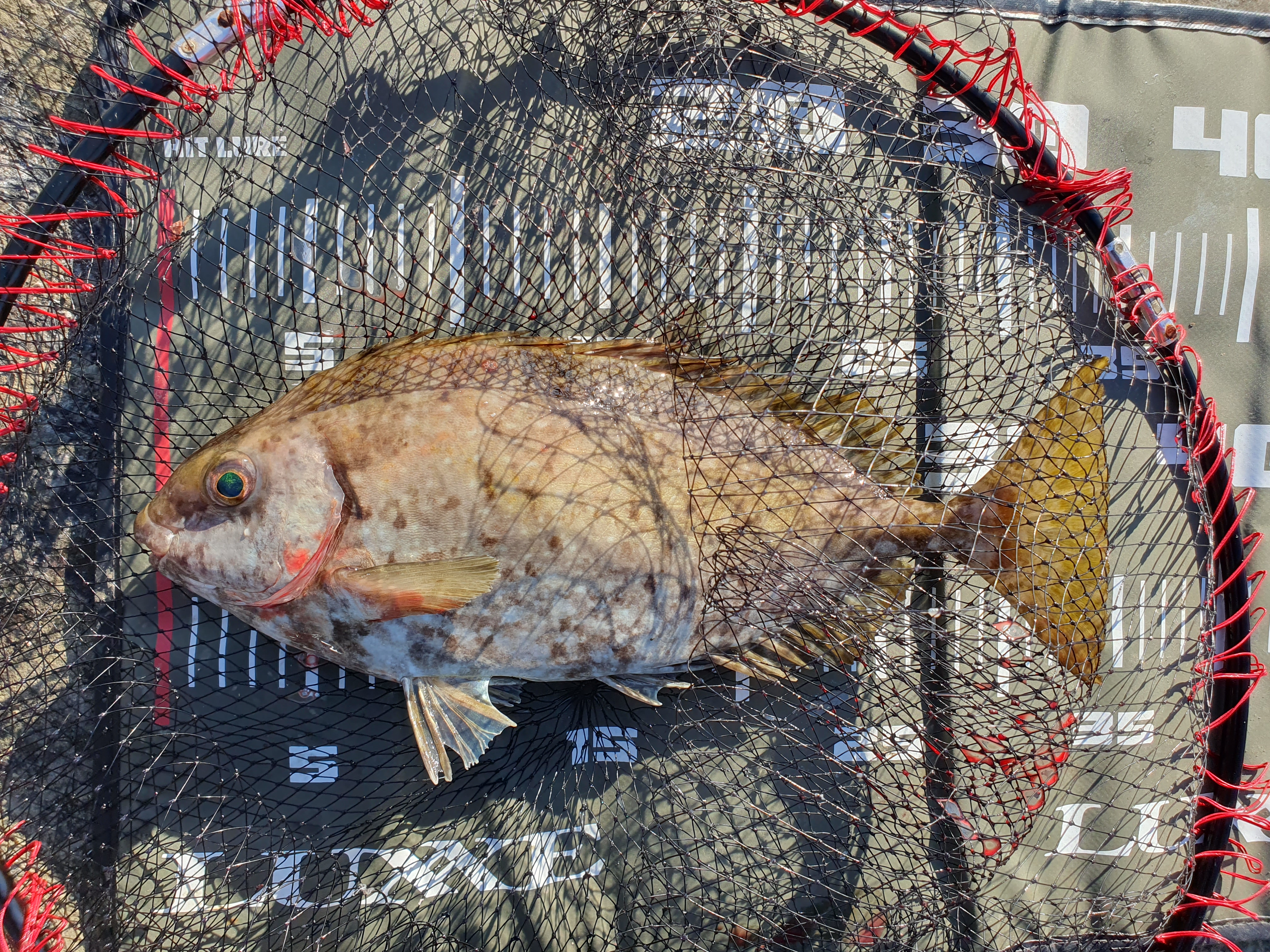 【城ケ島四畳半】2025年釣り納め モンスターバトルで締めくくる！！