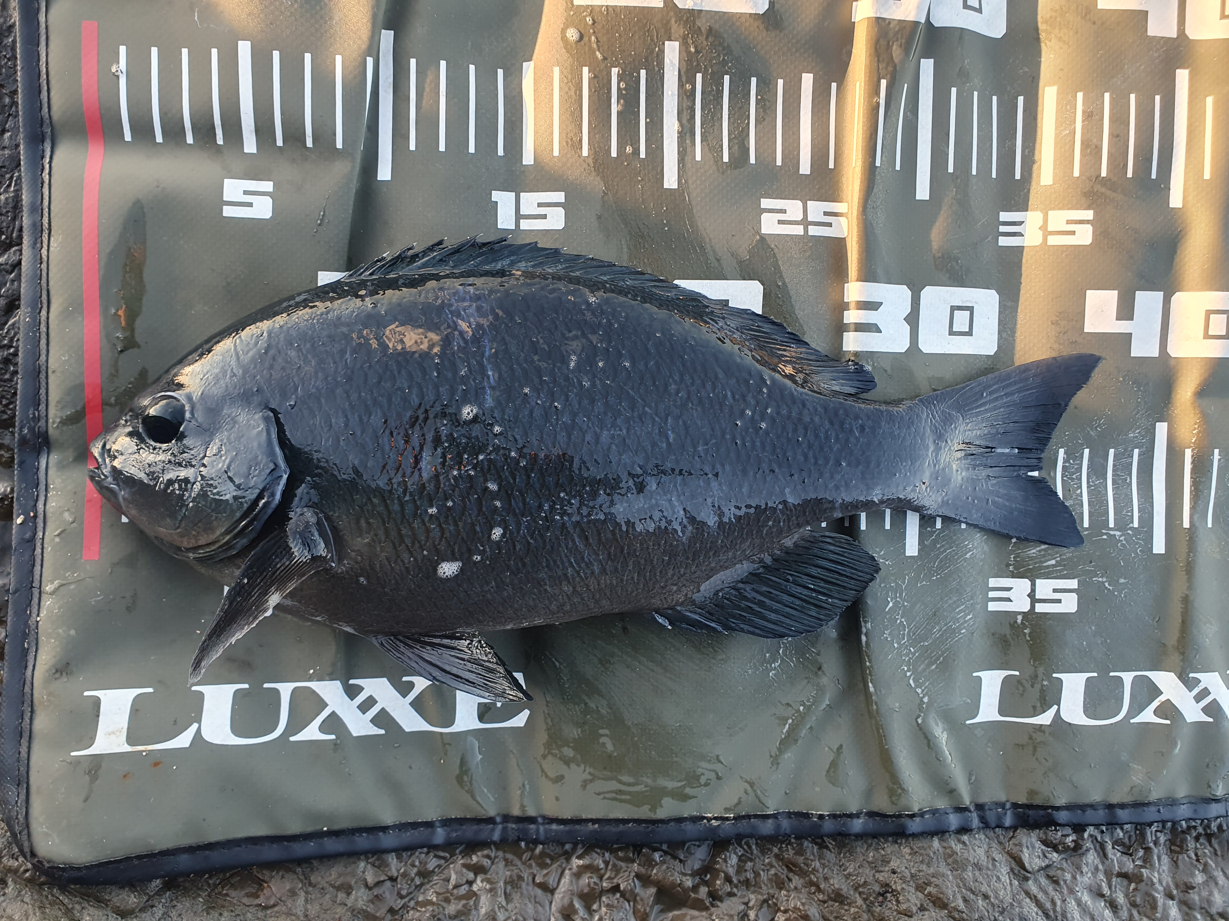 城ヶ島釣り 三浦 神奈川 メジナ