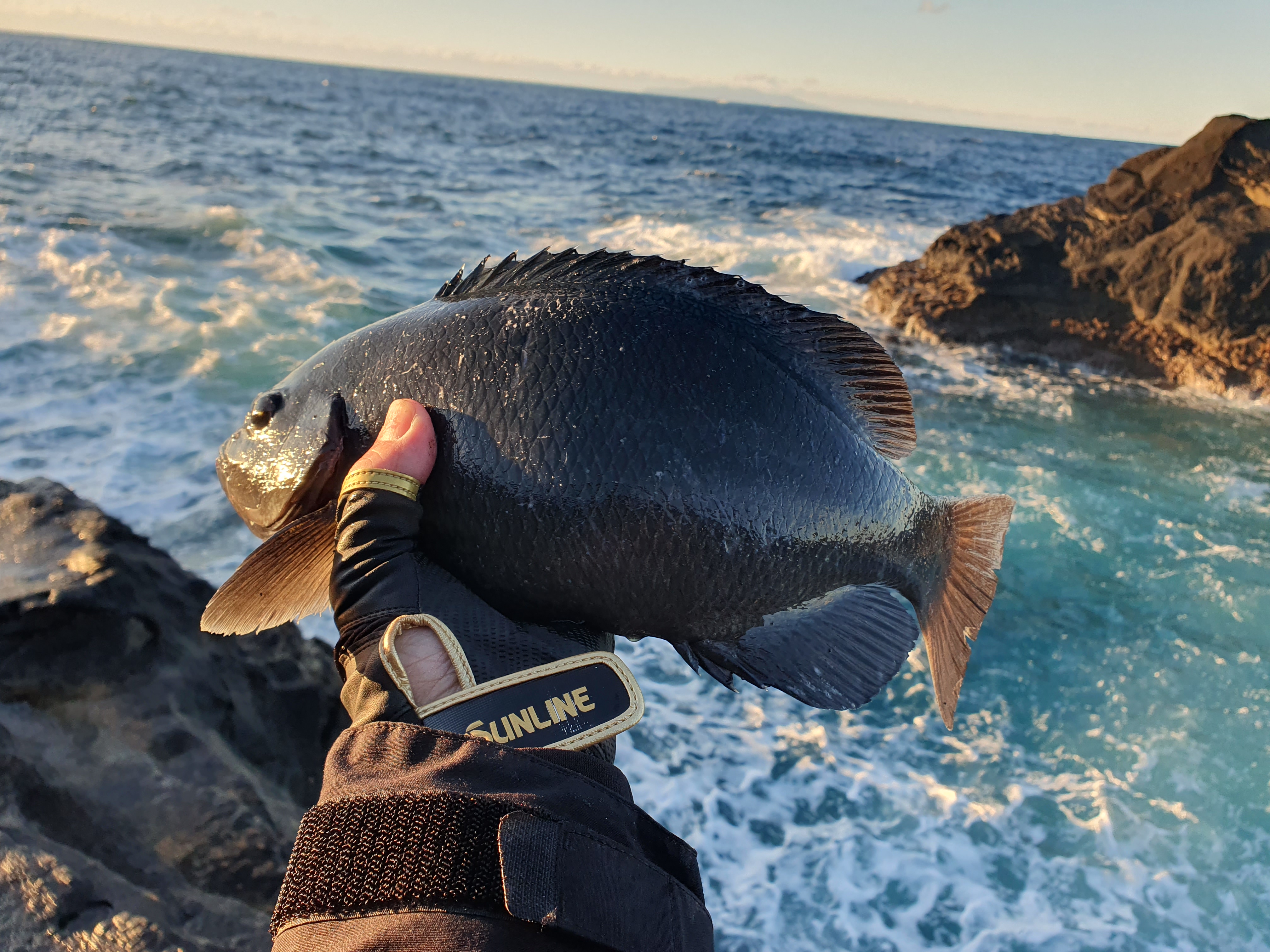 城ヶ島釣り 三浦 神奈川 メジナ