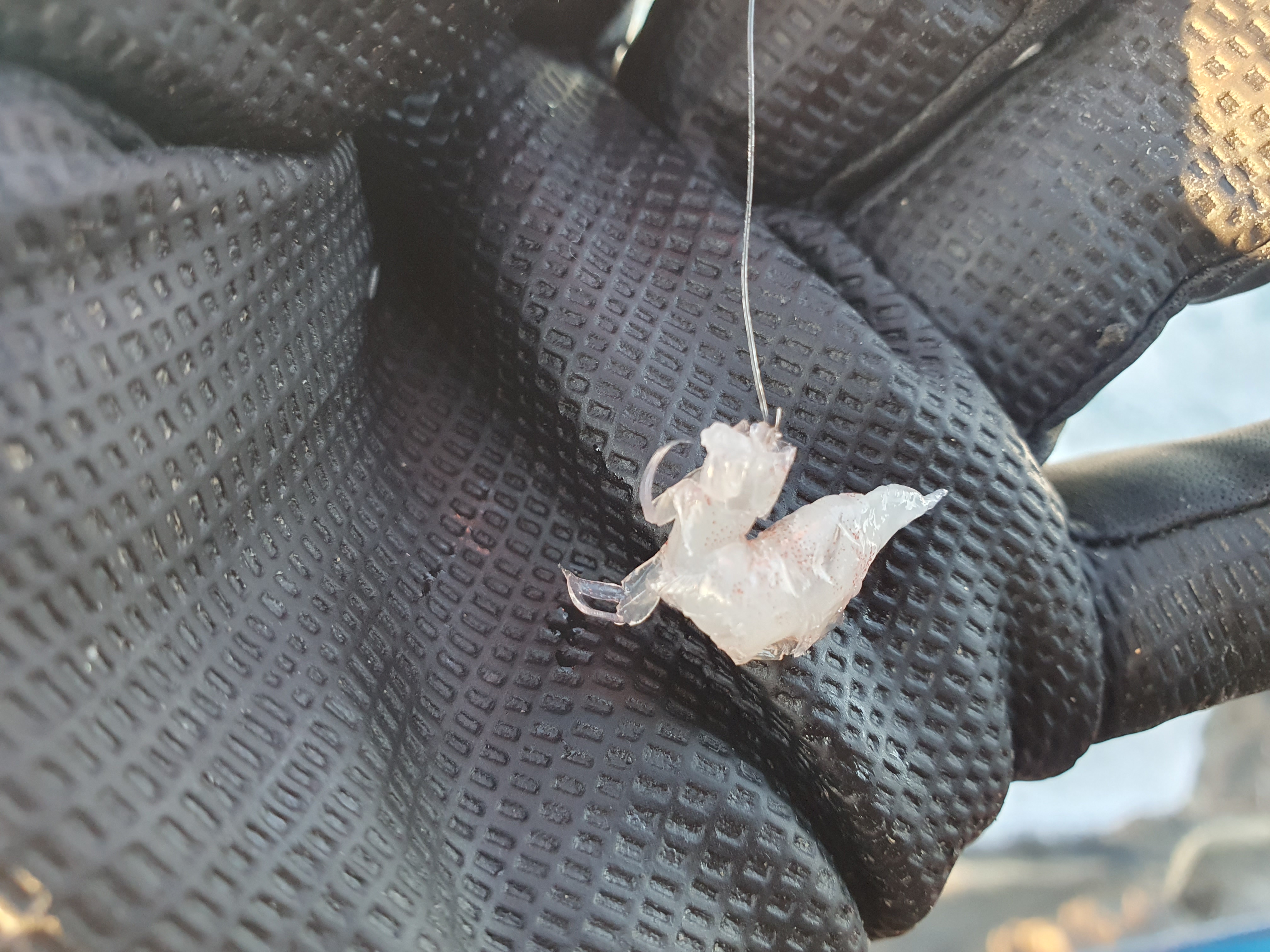 城ヶ島釣り 三浦 神奈川 メジナ