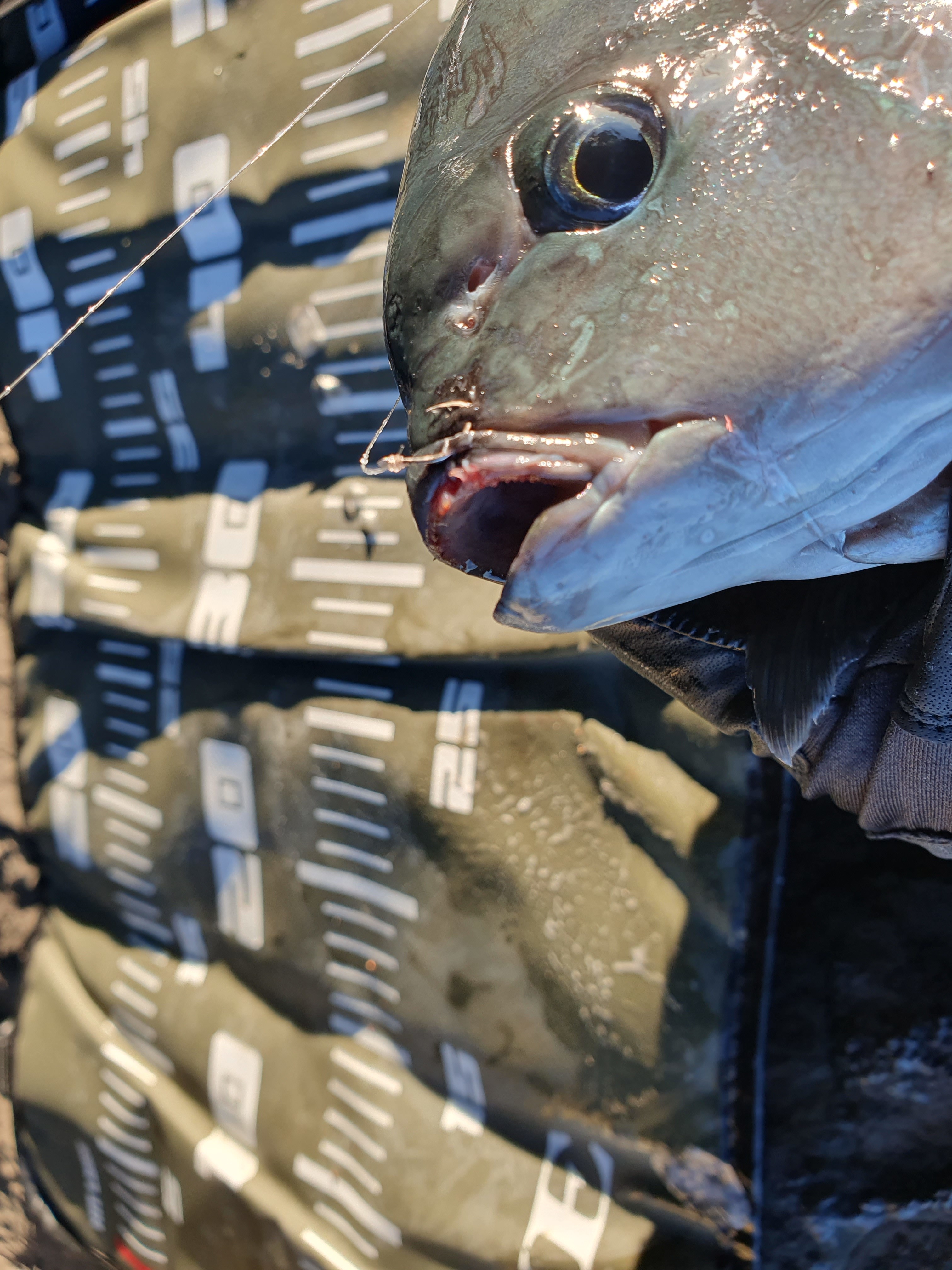 城ヶ島釣り 三浦 神奈川 メジナ