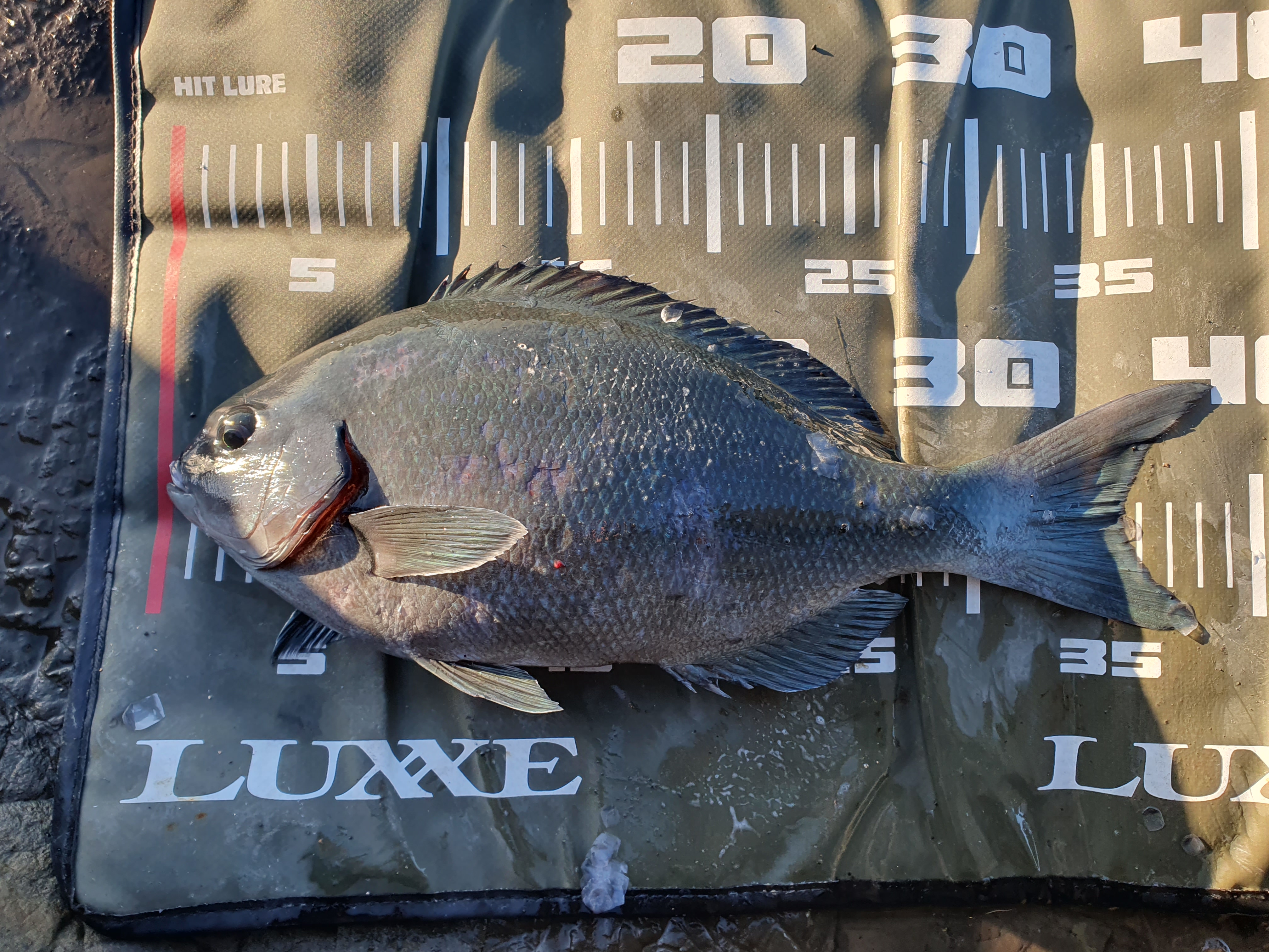 城ヶ島釣り 三浦 神奈川 メジナ