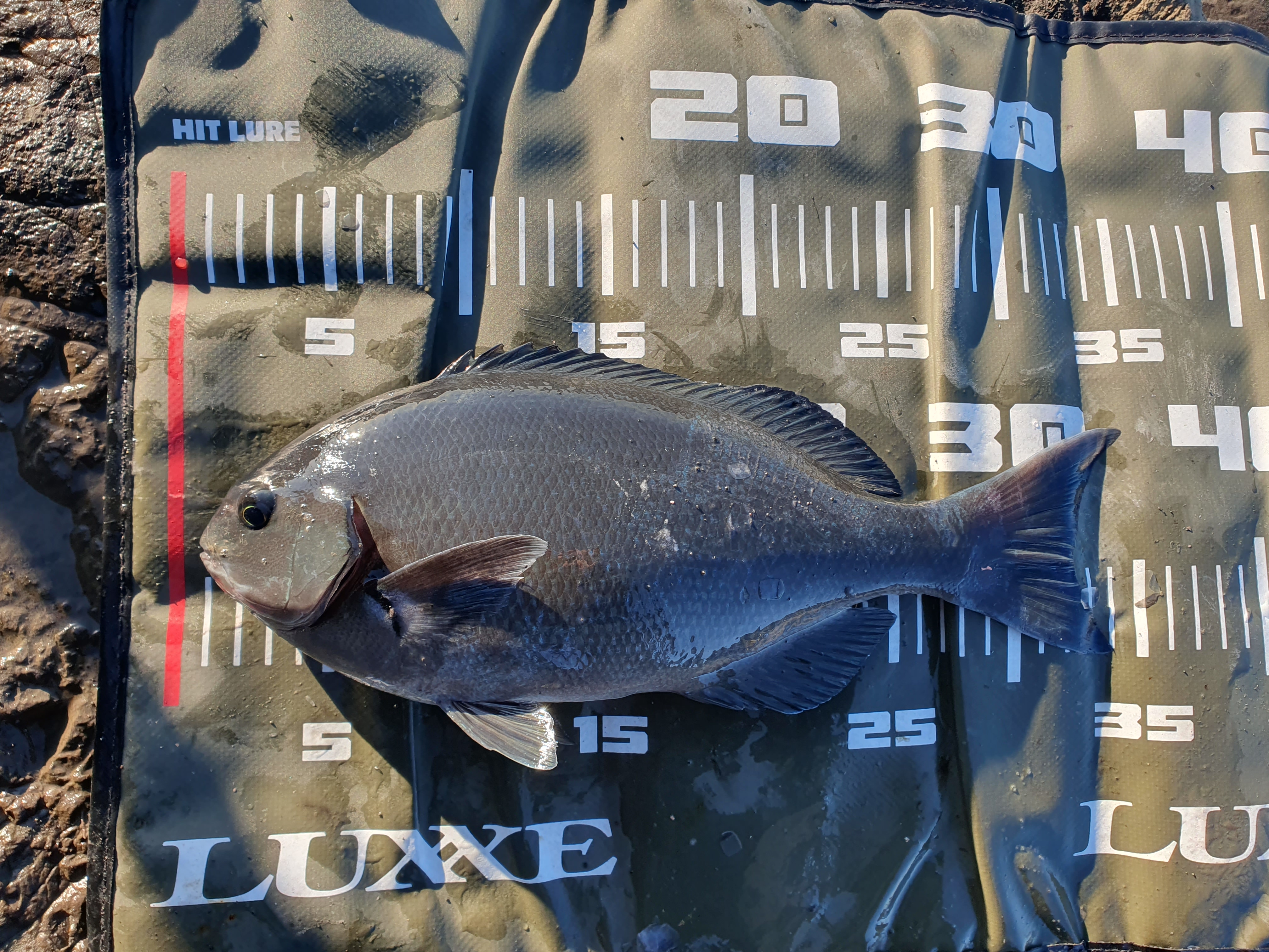 城ヶ島釣り 三浦 神奈川 メジナ