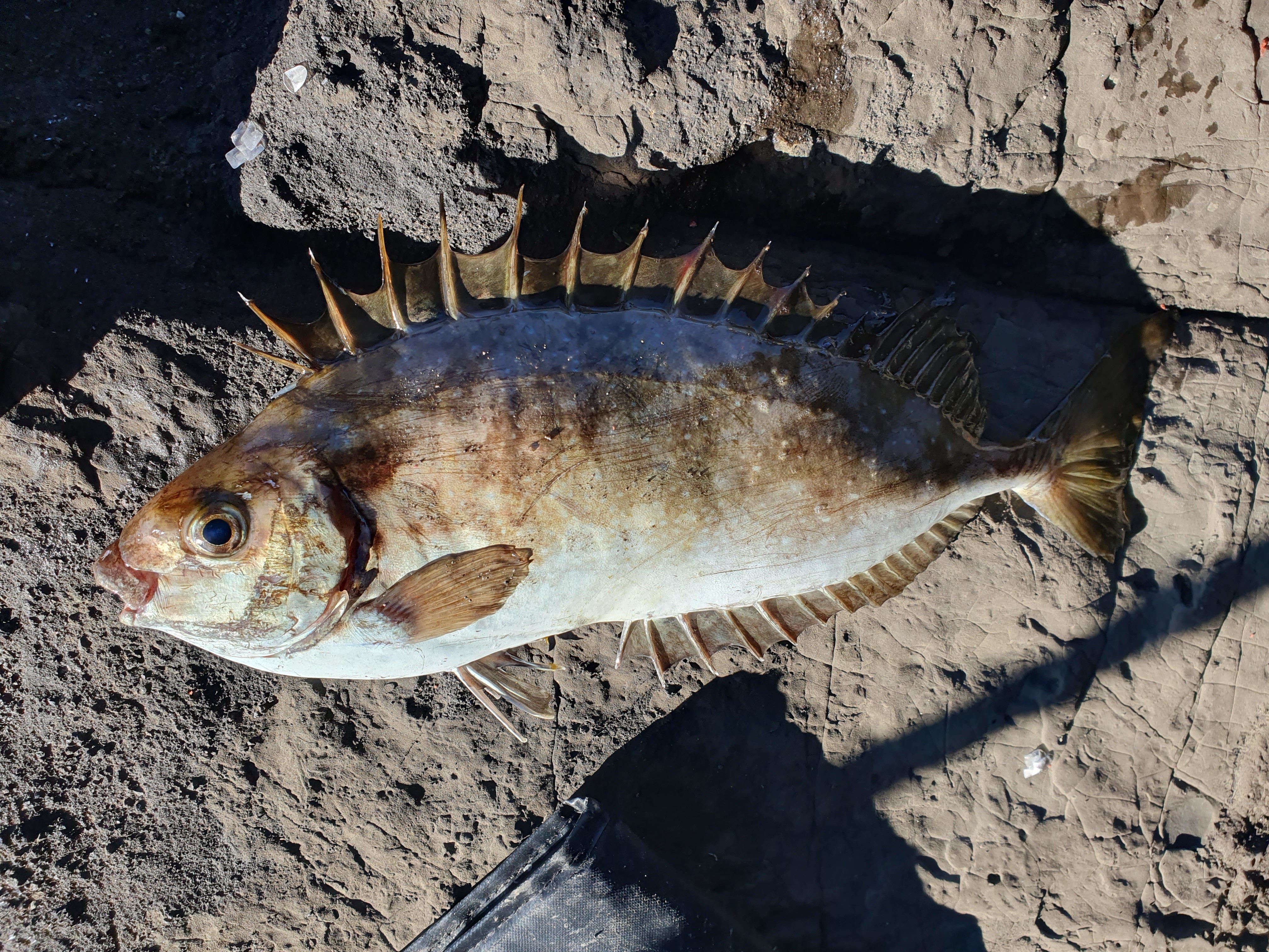 城ヶ島釣り 三浦 神奈川 アイゴ