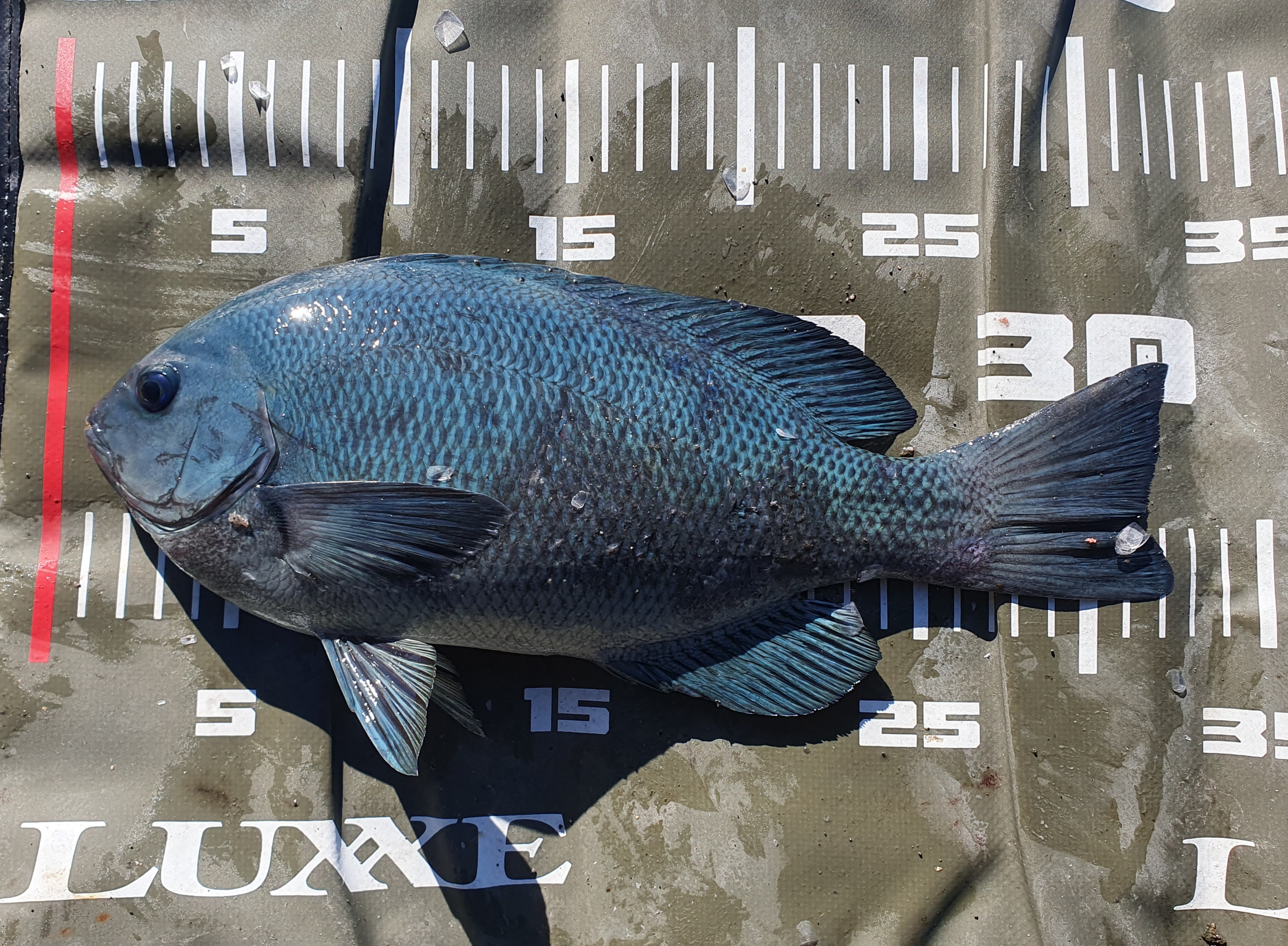 城ヶ島釣り 三浦 神奈川 メジナ