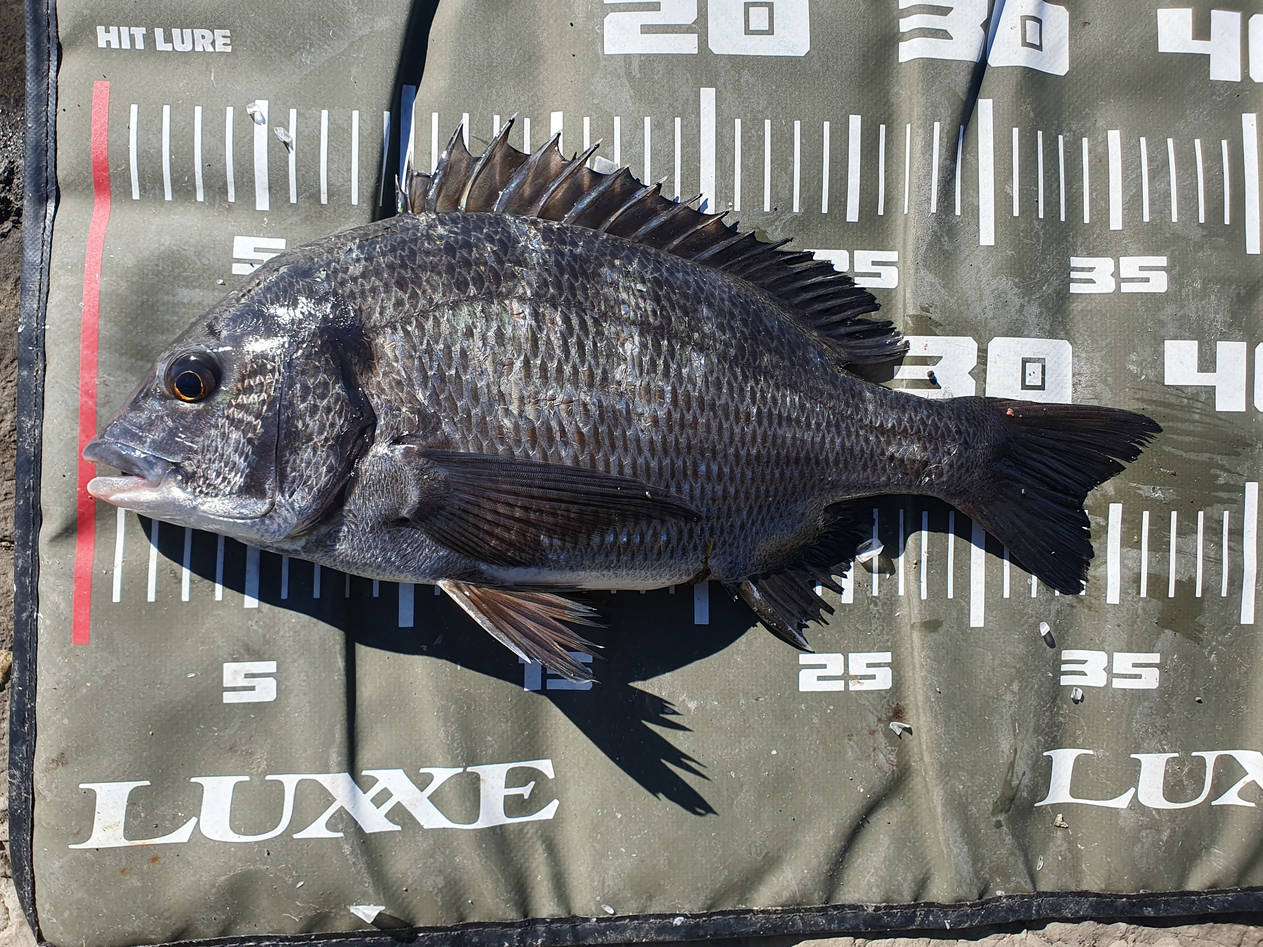城ヶ島釣り 三浦 神奈川 クロダイ