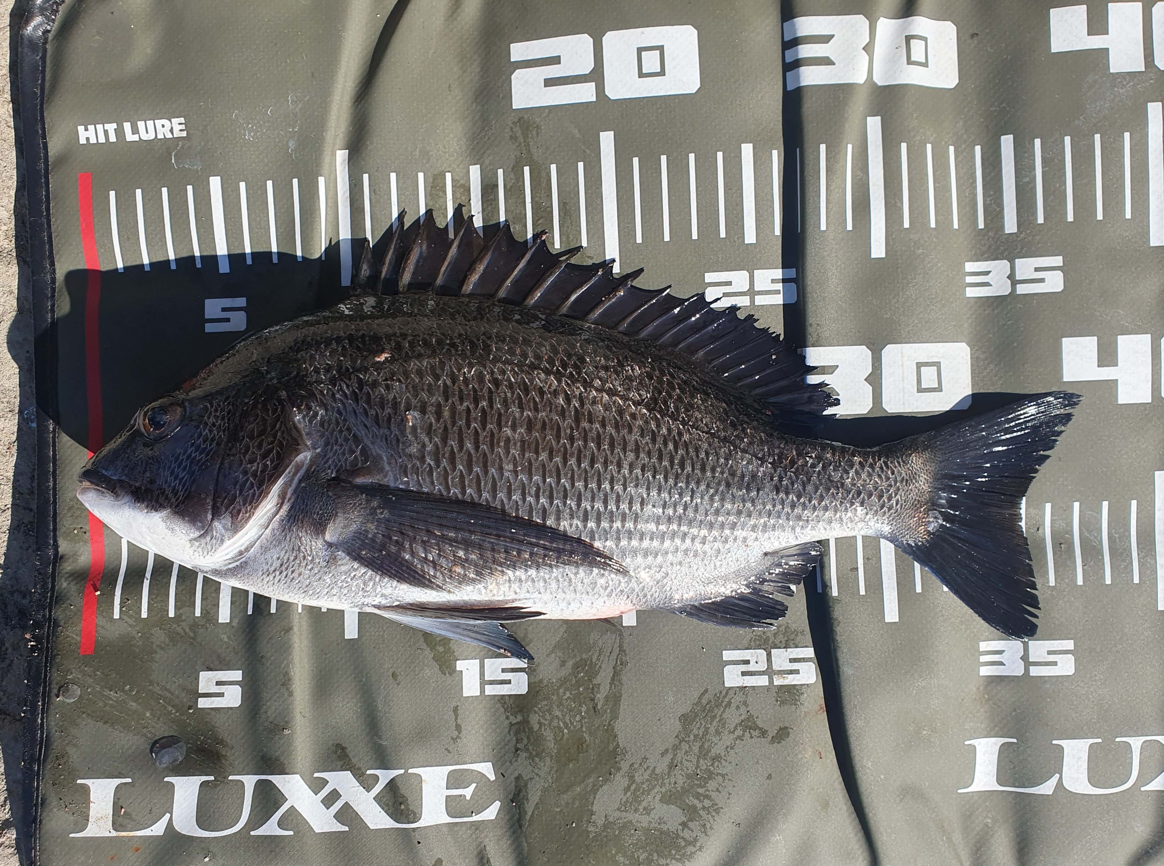 城ヶ島 釣り フカセ釣り メジナ グレ