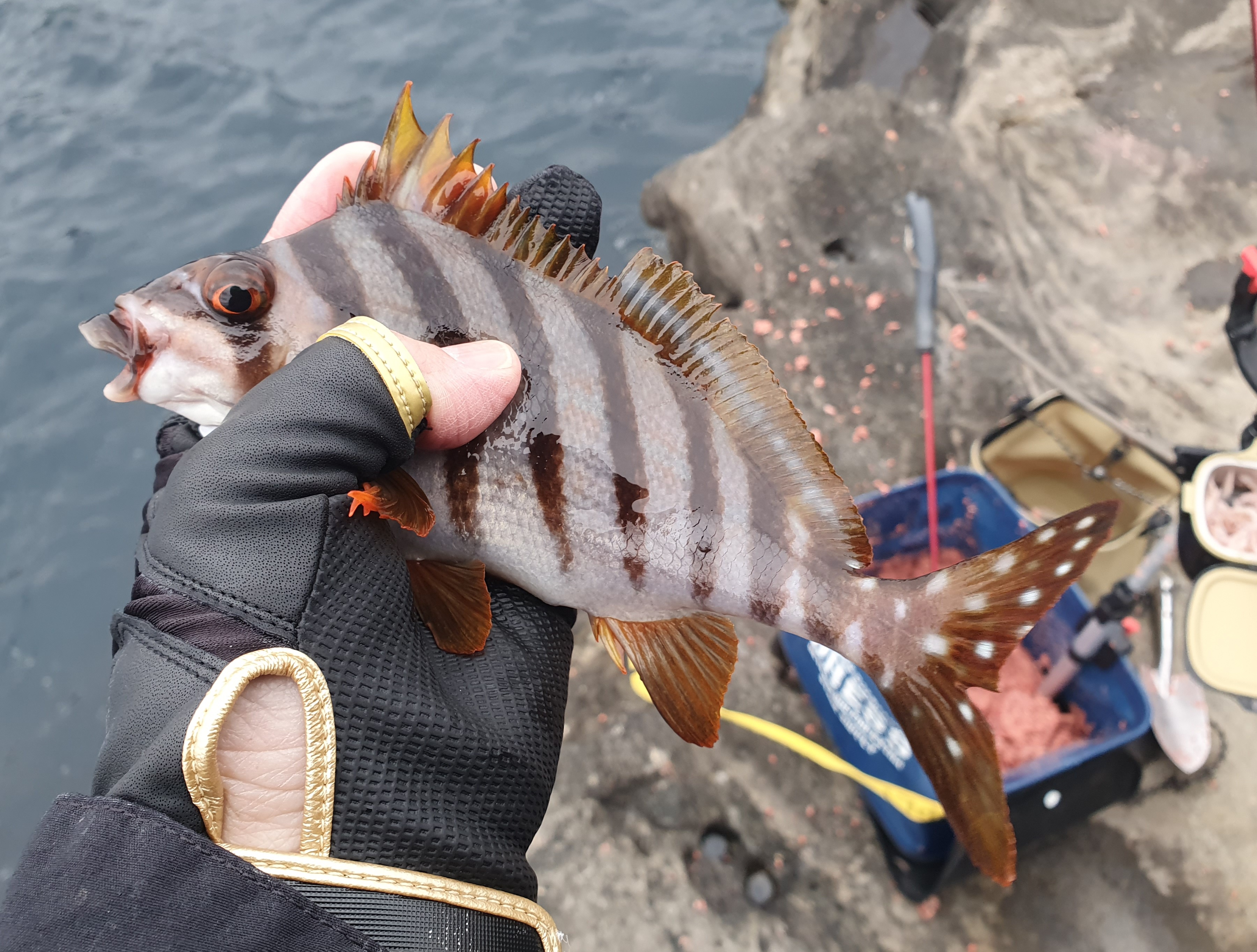 【城ケ島ヒナダン】雪が降る中 良型メジナを追い求めてフカセ釣り