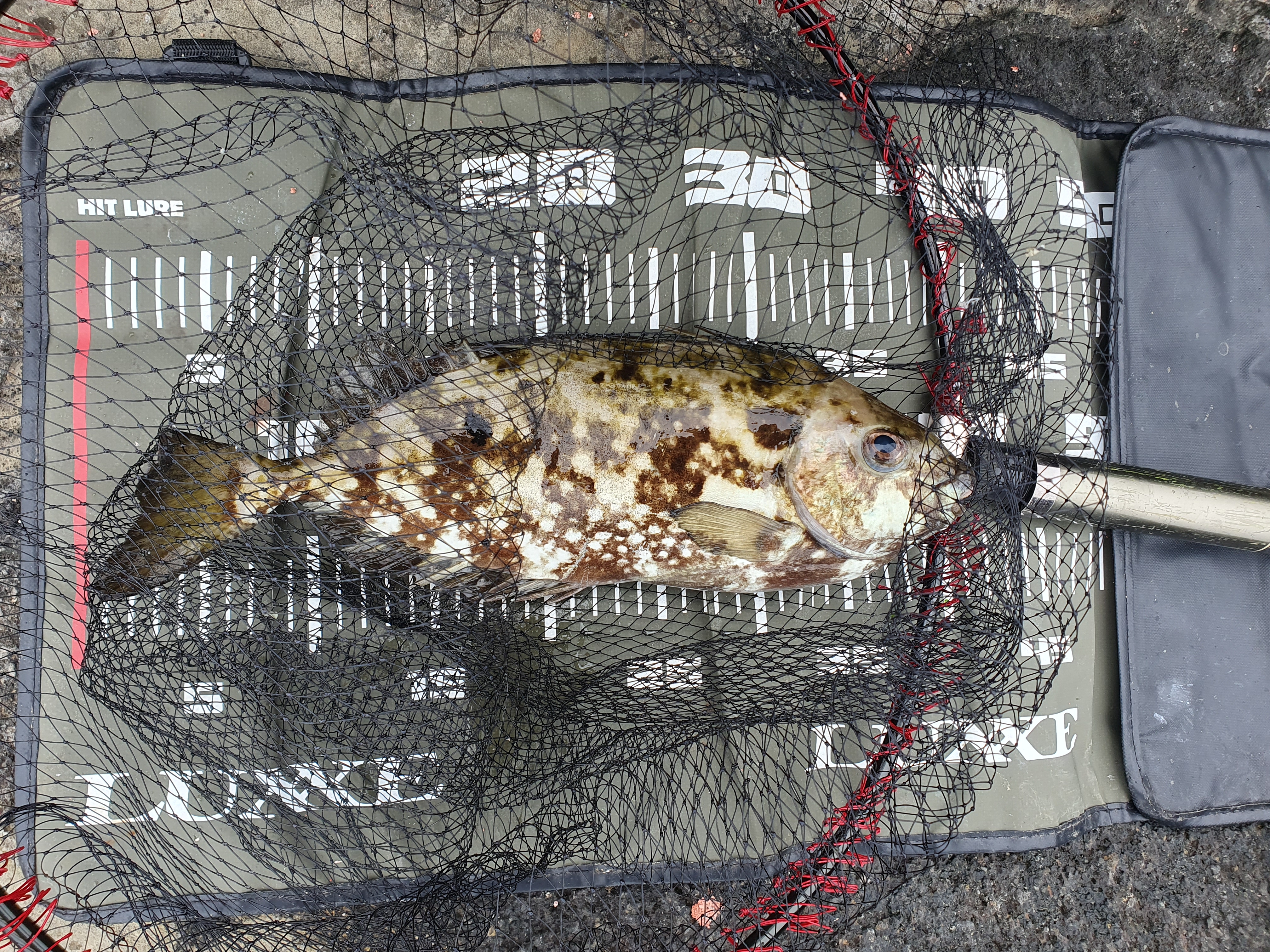 【城ケ島ヒナダン】雪が降る中 良型メジナを追い求めてフカセ釣り