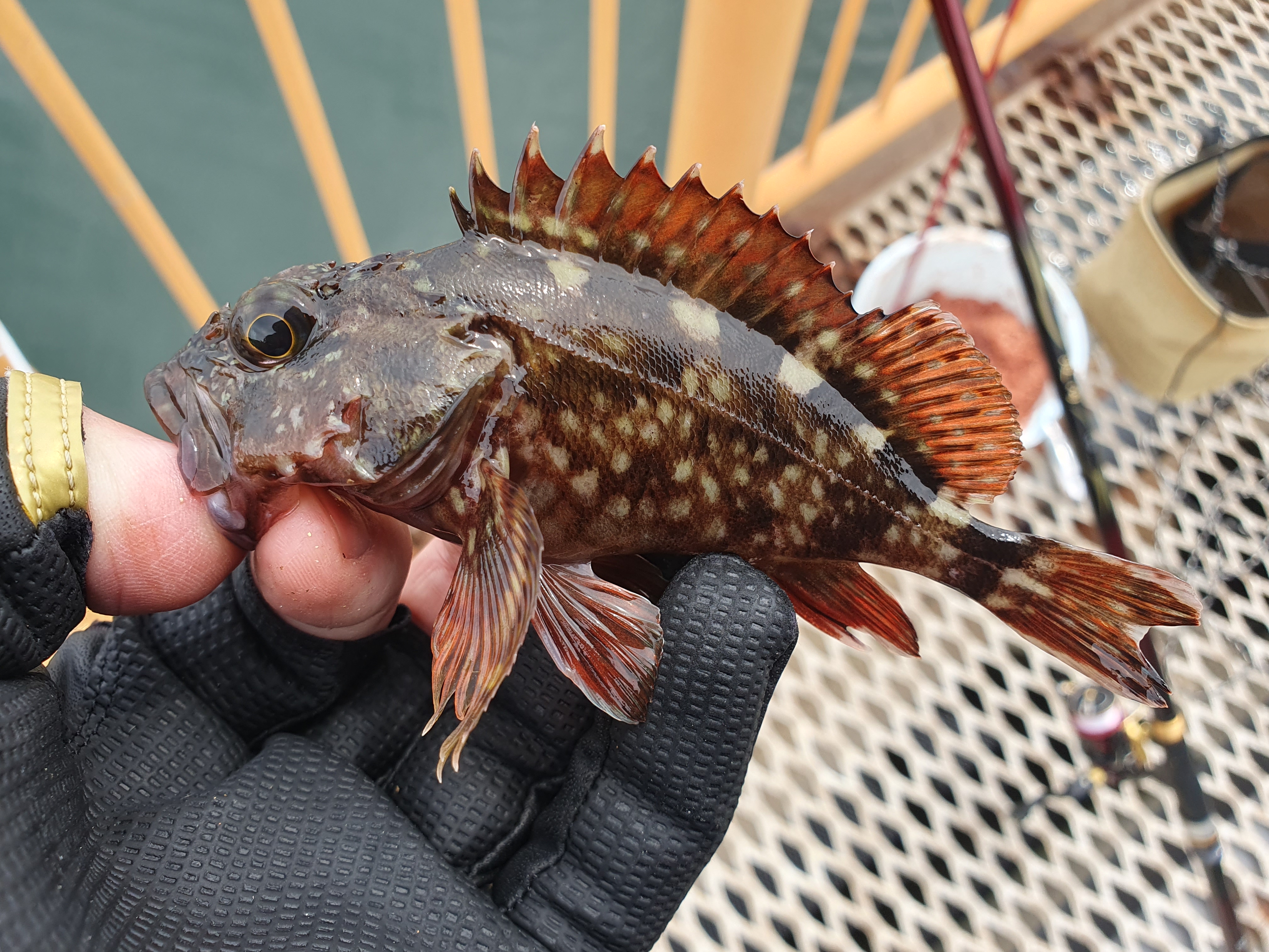 磯子 釣り 横浜 神奈川