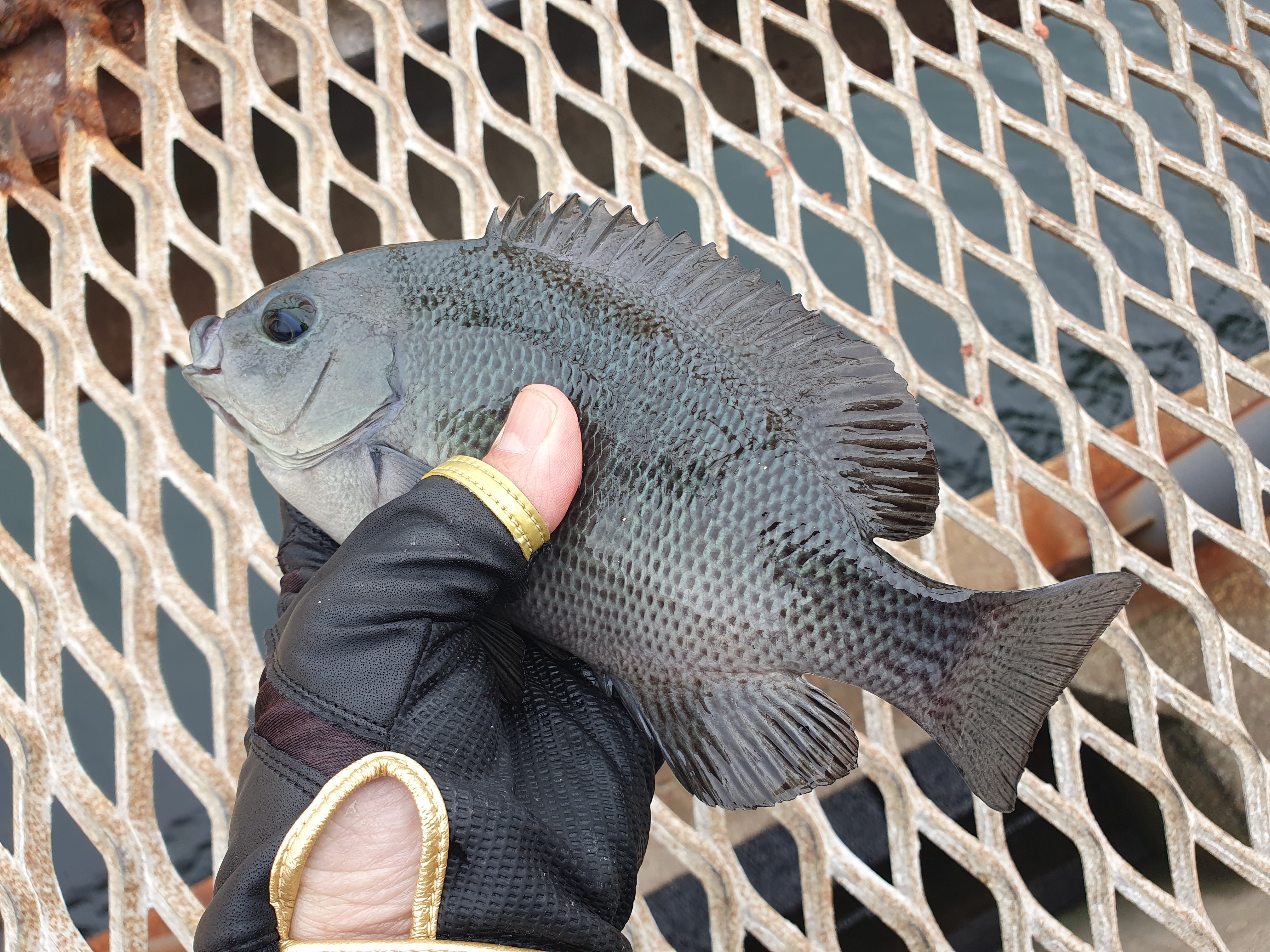 磯子 釣り 横浜 神奈川