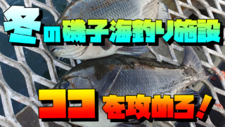 ウキフカセ釣りをしていると珍しい魚が釣れた！！神奈川 横浜