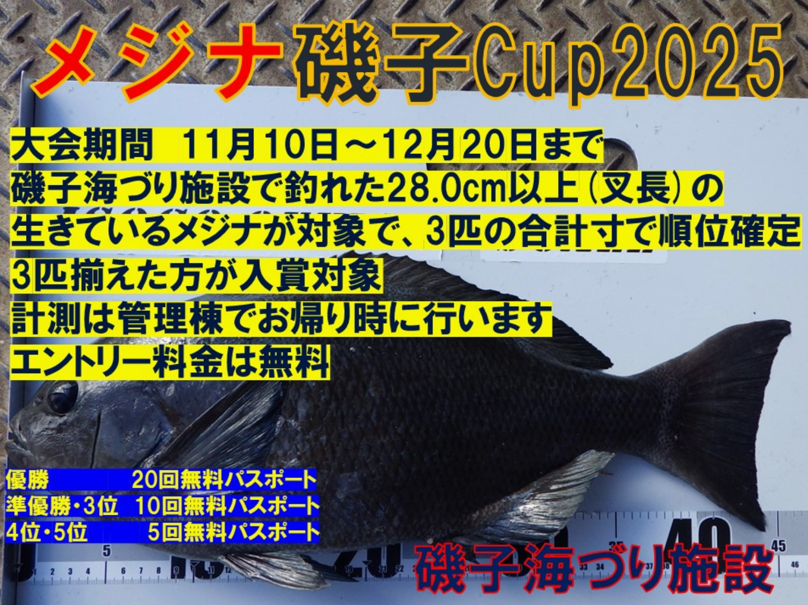 メジナ 磯子 ウキフカセ釣り