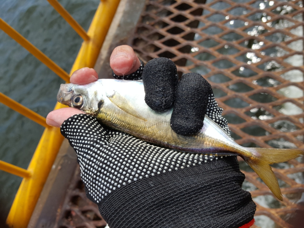 ウキフカセ釣りで豆アジが大漁｜エサ取り対策法